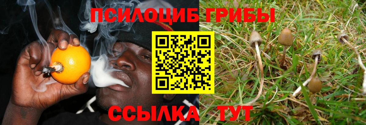 Псилоцибиновые грибы Cubensis  Вход с VPN  Губкинский  Псилоцибиновые грибы GOLDEN TEACHER 
